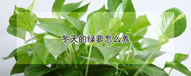 冬天的绿萝怎么养（冬天的绿萝怎么养啊）