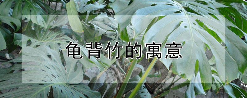 龟背竹的寓意(龟背竹的寓意和象征风水)