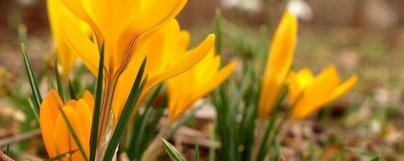 番红花花语 番红花花语和传说