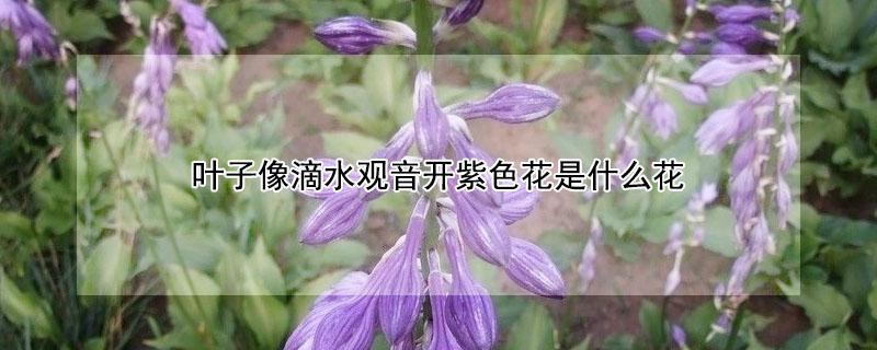 叶子像滴水观音开紫色花是什么花 滴水观音一样的叶子叫什么花