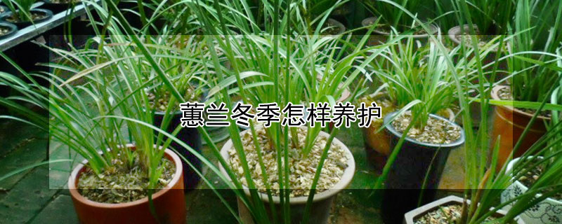 蕙兰冬季怎样养护 蕙兰怎样过冬