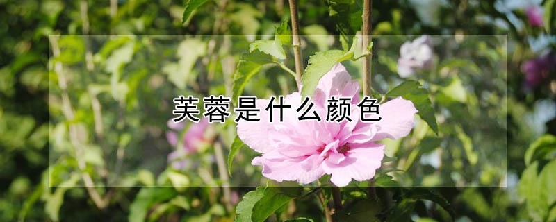 芙蓉是什么颜色（芙蓉是什么颜色是什么形状）