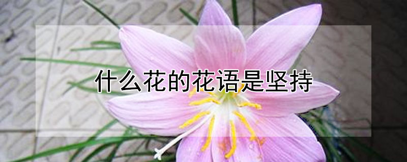 什么花的花语是坚持 什么花的花语是坚持不懈努力