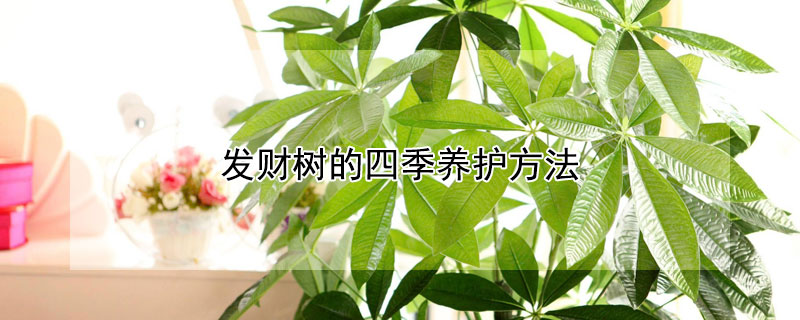 发财树的四季养护方法 冬季发财树的养护方法