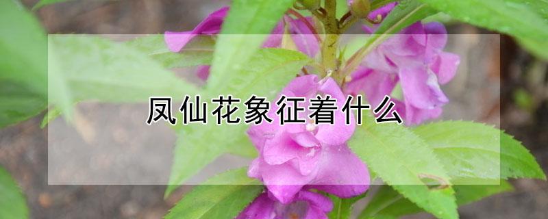凤仙花象征着什么 凤仙花的象征是什么