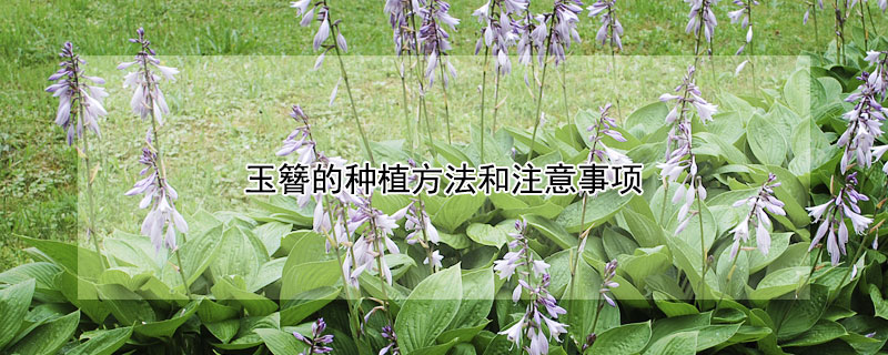 玉簪的种植方法和注意事项（玉簪栽培要点）