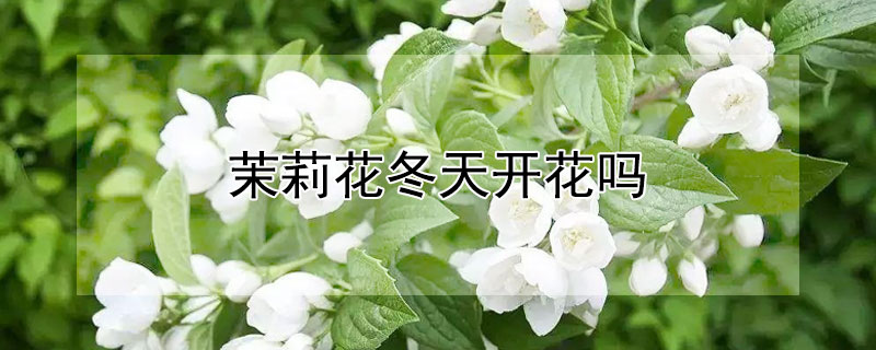 茉莉花冬天开花吗 茉莉花在冬天开花吗