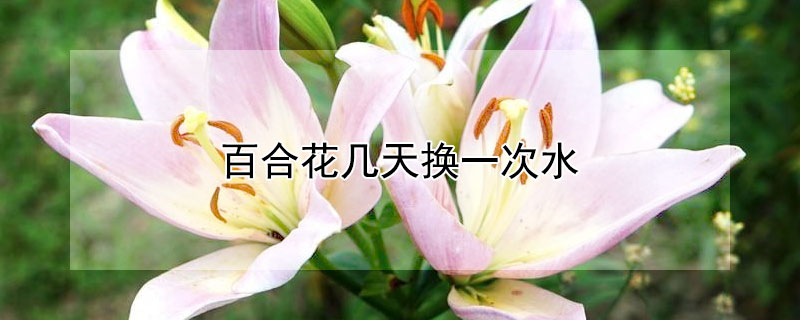 百合花几天换一次水 百合花几天换一次水?