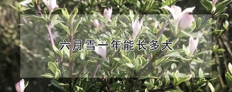 六月雪一年能长多大（六月雪生长期在几月份）