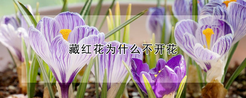 藏红花为什么不开花（藏红花为什么不开花视频）