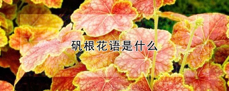 矾根花语是什么 矾根的花语是什么?