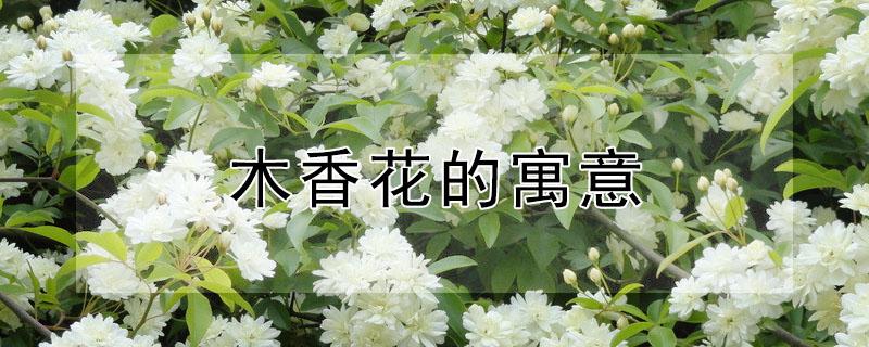 木香花的寓意 木香花的寓意象征