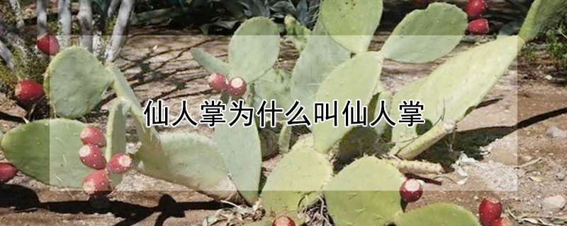 仙人掌为什么叫仙人掌 仙人掌为什么叫仙人掌这个名字