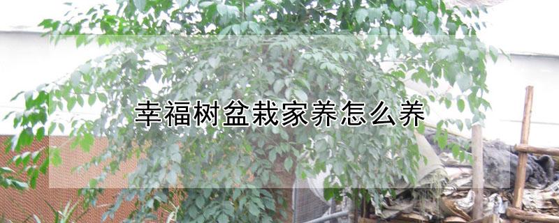 幸福树盆栽家养怎么养 怎么栽幸福树才好养