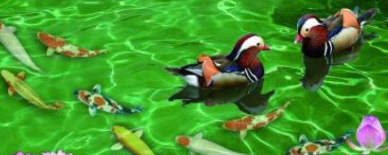 鸳鸯加荷花的寓意 荷叶鸳鸯什么寓意