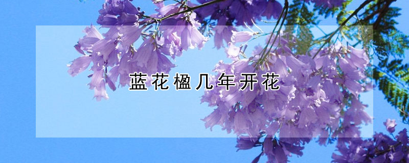 蓝花楹几年开花 蓝花楹一年开几次花