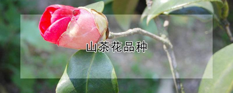 山茶花品种 山茶花品种图片大全