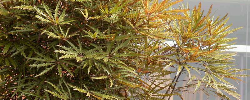 孔雀木的寓意及象征 孔雀木雕的寓意