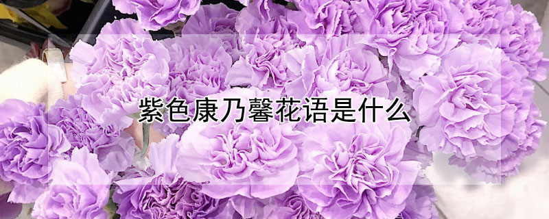 紫色康乃馨花语是什么（紫白色康乃馨花语）