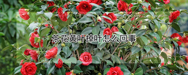 茶花黄叶掉叶怎么回事（茶花叶片发黄掉叶怎么办）