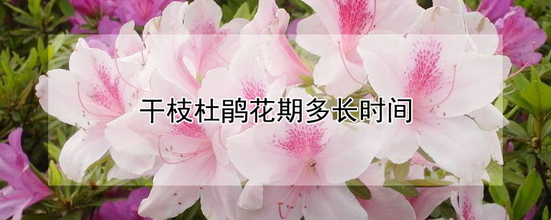 干枝杜鹃花期多长时间（干枝杜鹃花开多长时间）