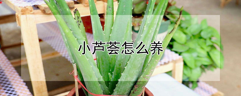 小芦荟怎么养（小芦荟怎么养才能长好）