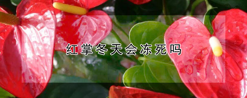 红掌冬天会冻死吗(红掌冬天会冻死吗?)