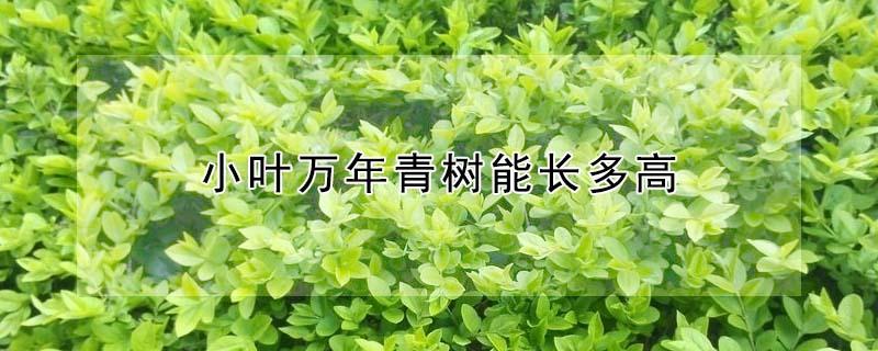 小叶万年青树能长多高 小叶万年青树会开花吗