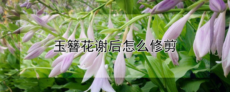 玉簪花谢后怎么修剪（玉簪开花后要剪掉么）