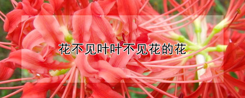花不见叶叶不见花的花（花不见叶叶不见花的花根是什么样子）