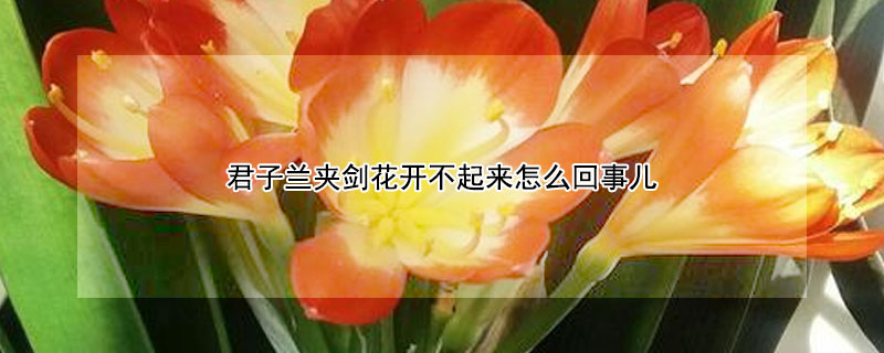 君子兰夹剑花开不起来怎么回事儿（君子兰花剑上不来怎么办）