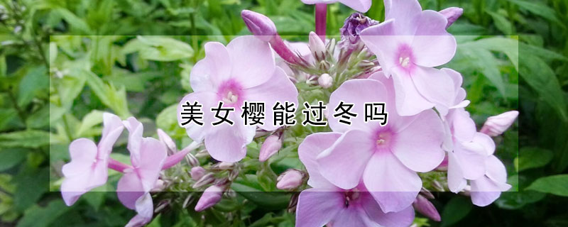 美女樱能过冬吗（美女樱冬天怎么养护）