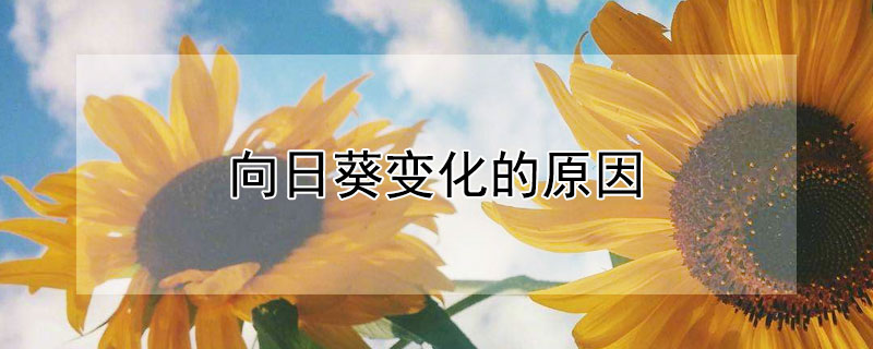 向日葵变化的原因（向日葵变化的原因20个字）