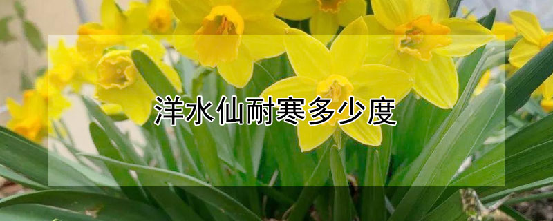 洋水仙耐寒多少度 水仙花冬季耐寒吗