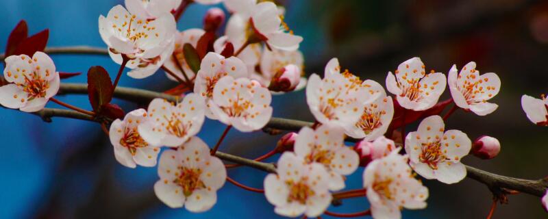 樱花花语 樱花花语及寓意