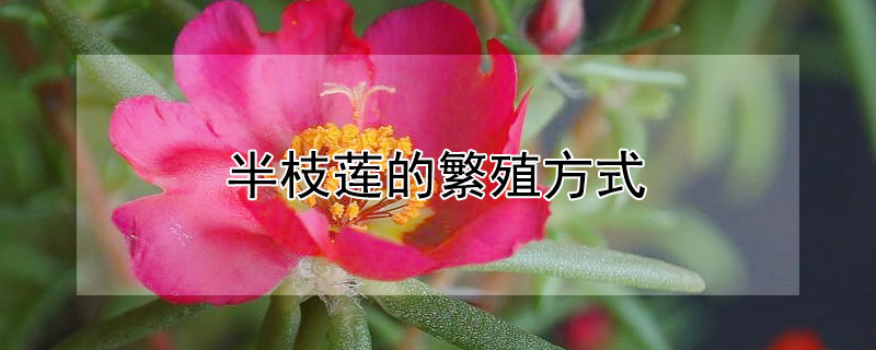 半枝莲的繁殖方式(半枝莲繁殖方法)