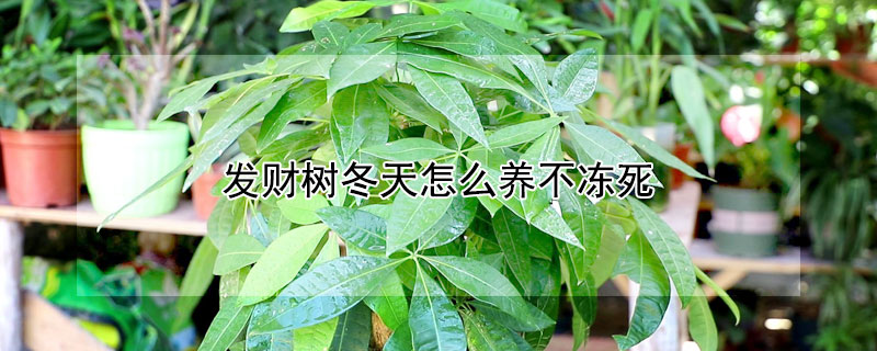 发财树冬天怎么养不冻死（发财树冬天在室外冻得死吗）
