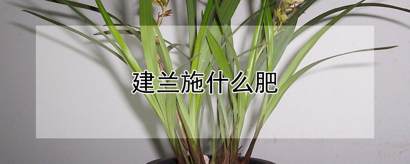 建兰施什么肥 建兰施什么肥料