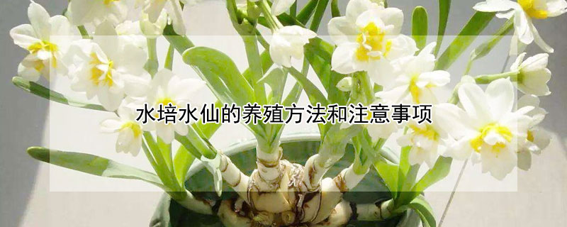 水培水仙的养殖方法和注意事项 水仙能水培吗