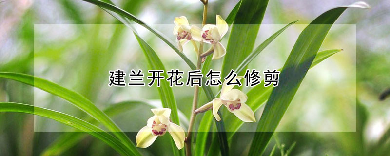 建兰开花后怎么修剪 建兰开完花是否把茎剪掉