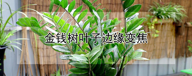 金钱树叶子边缘变焦（金钱树叶子边缘变焦黄）