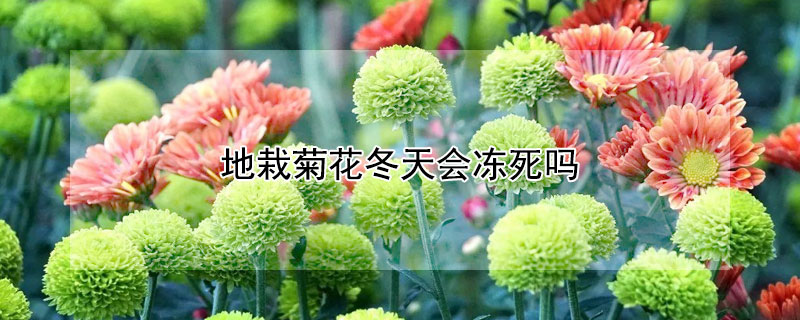 地栽菊花冬天会冻死吗 东北地栽菊花冬天会冻死吗