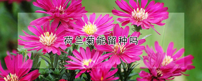 荷兰菊能留种吗(荷兰菊需要修剪吗)