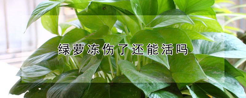 绿萝冻伤了还能活吗(绿萝叶子冻了还能活吗)