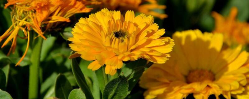 小皱菊的花语 小绉菊的花语