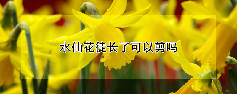 水仙花徒长了可以剪吗(水仙花长高了可以剪吗)