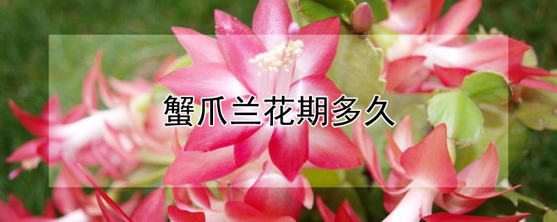 蟹爪兰花期多久 蟹爪兰花期多久施肥一次