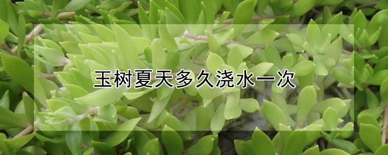 玉树夏天多久浇水一次 玉树夏天多少天浇一次水