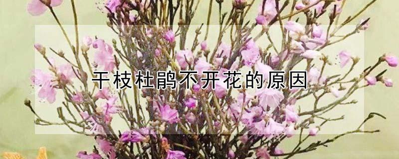 干枝杜鹃不开花的原因（杜鹃为什么只长新枝不开花）