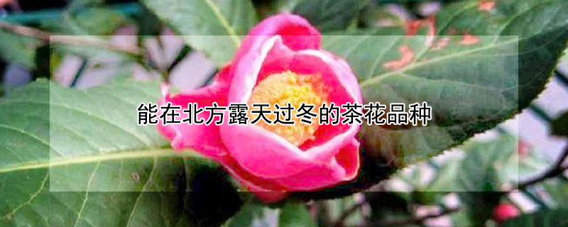 能在北方露天过冬的茶花品种(茶花在北方能露地越冬吗)